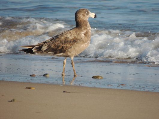 Female pacific seagull